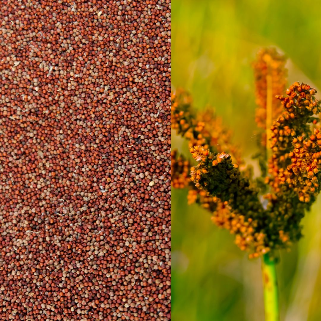 BlueKart Ragi Atta (1 Kg) | Hand Milled | Naturally Grown in Jharkhand